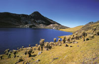 Laguna de superpramo en la Sierra Nevada del Cocuy.