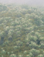  En los pramos colombianos se alternan momentos de mucha radiacin solar con otros muy nublados 