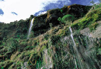Cascada en el pramo de Chingaza, con profusin de musgos y hepticas que cubren el talud.