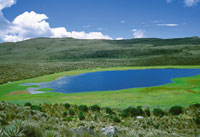 Laguna en la regin de Sumapaz, en proceso natural de sedimentacin debido al crecimiento cclico o estacional de plantas flotantes.