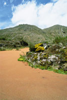 Helecho acutico Azolla filiculoides, que en su estado de madurez adquiere una coloracin rojiza y forma una capa flotante y densa sobre la superficie de la laguna. Al terminar su ciclo de vida, aporta su materia orgnica a los sedimentos del fondo, lo cu