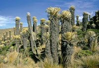 Pajonal frailejonal en la cordillera Central, con frailejones de Espeletia hartwegiana con ms de 5 metros.