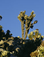 Una de las formas ms sorprendentes de frailejn en los pramos colombianos es el Libanothamnus cf. neriifolius de la Sierra Nevada de Santa Marta. El desarrollo de inflorescencias en el pice de sus ramas da origen, despus de su floracin, a nuevas rama