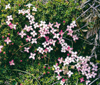 En el pramo bajo hay una gran diversidad de arbustos de hbito rasante y hojas diminutas y suculentas. Arcytophyllum muticum, que forma un tapete suave.