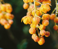 El uegato, Berberis, es uno de los pocos arbustos espinosos en el pramo.