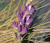 El Lupinus, una pequea hierba de tallos reptantes.