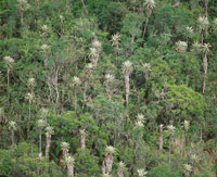 Frailejonal arbustal en el que sobresale Espeletia uribei, endmico de Chingaza; se caracteriza porque alcanza alturas superiores a 10 m en el borde del bosque altoandino.