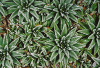 Detalle de las rosetas de Plantago, una planta en cojn, bajo la accin de una helada.