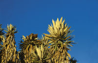 El pramo constituye un ecosistema reciente cuya alta diversidad de fauna y flora, nos reserva todava enseanzas insospechadas acerca de los recursos genticos, de las plantas medicinales, de las estrategias de supervivencia y, ante todo, nos hace consci