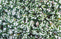 Planta en cojn despus de una helada.