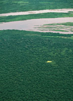 Las densas selvas basales del Carare-Opn, son los ltimos relictos de la vegetacin que encontraron los espaoles al llegar a esta regin.