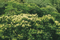 La selva hmeda tropical es un ambiente natural  de gran biodiversidad; en ella se desarrollan rboles que pueden crecer sobre suelos muy variados. Selvas magdalenenses derca de Barrancabermeja.