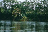La selva hmeda tropical es un ambiente natural  de gran biodiversidad; en ella se desarrollan rboles que pueden crecer sobre suelos muy variados. Selvas magdalenenses derca de Barrancabermeja.