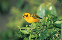 Tngara dorada, Tangara arthus, ave comn en los bosques hmedos de los Andes occidentales.