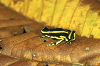 Rana punta de flecha, Dendrobates truncatus.