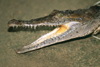 Caimn agujo. Se encuentra en las zonas bajas del valle del Magdalena Medio.