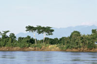 En las zonas planas y onduladas de la llanura del valle del Magdalena, cerca de Barrancabermeja, la vegetacin natural se entremezcla con la ganadera intensiva y los cultivos a gran escala.