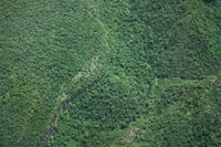 En las zonas planas y onduladas de la llanura del valle del Magdalena, cerca de Barrancabermeja, la vegetacin natural se entremezcla con la ganadera intensiva y los cultivos a gran escala.