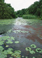 Vegetacin flotante en un manglar de la Cinaga Grande de Santa Marta.