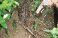 Los cocodrilos se diferencian de los caimanes en que aquellos tienen el hocico ms largo y el cuarto diente de la mandbula interior sobresale cuando cierra las fauces.