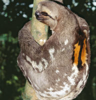 Los perezosos de tres dedos, machos, se diferencian de las hembras por tener una mancha naranja en el lomo.