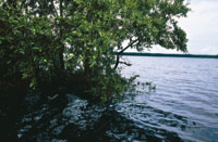 Las aguas del Bajo Magdalena crean en las orillas ambientes propicios para el desarrollo de una vegetacin variada; en las zonas ms alejadas pueden crecer rboles como el caracol y el carreto, entre otros.
