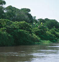 Las aguas del Bajo Magdalena crean en las orillas ambientes propicios para el desarrollo de una vegetacin variada; en las zonas ms alejadas pueden crecer rboles como el caracol y el carreto, entre otros.