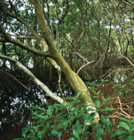Entre las funciones ms importantes que desempean los manglares, se pueden mencionar el mantenimiento de la biodiversidad, la captacin de sedimentos, la filtracin del agua y la amortiguacin de inundaciones.