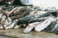 La fauna y la flora asociadas al cauce del ro fueron base del sustento de la poblacin riberea.