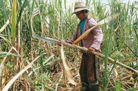 Cultivos como el de la caa se han ido tecnificando, como respuesta a la nueva tendencia de una produccin ms amigable con el medio ambiente.