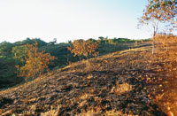 La quema y la destruccin de la cobertura vegetal, adems de generar prdidas irreparables en la calidad del suelo, causan erosin y deslizamientos que aumentan la carga de sedimentos del ro.