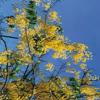 Ante la dificultad de ingresar al Magdalena por el delta, los espaoles se aventuraron a travs de manglares y pantanos, o bordeando la Sierra Nevada hacia el oriente, para encontrar la forma de remontar el esquivo ro.
