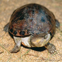 Los animales desconocidos del Nuevo Mundo, despertaron la imaginacin de los espaoles que creyeron ver sirenas en los manates y muchos otros seres fantsticos. La tortuga, la iguana, infinidad de aves y el perezoso, forman parte de las maravillas que me