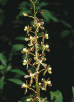 La flora asociada a la cuenca del Magdalena, ha logrado adaptarse a la gran variedad de ambientes que constituyen esta extensa regin. Las orqudeas se distribuyen en todos los pisos altitudinales del pas.