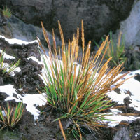 La vegetacin que se puede desarrollar en las zonas nivales  es de tipo herbceo.