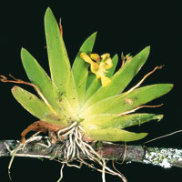 Las plantas epfitas colonizan el dosel arbreo para capturar una mayor cantidad de luz y de agua.