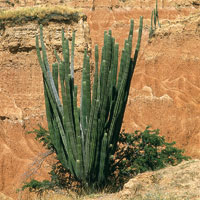 En ambientes desrticos, solo algunas plantas, como las cactceas, han logrado sobrevivir gracias a su capacidad de obtener y almacenar agua.
