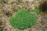 Plantago rigida, o cojn verde,vegetacin frecuente en los pramos.