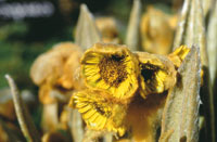 Frailejn de la especie Espeletia hartweiana. La acumulacin de hojas muertas en la macolla, le permite a esta planta amortiguar el fro.