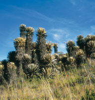Frailejn de la especie Espeletia hartweiana. La acumulacin de hojas muertas en la macolla, le permite a esta planta amortiguar el fro.