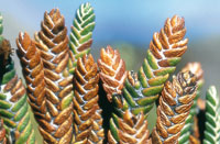 En la vegetacin del pramo se puede observar  la esclerofilia o generacin de hojas gruesas y endurecidas en posicin evasora de la insolacin.