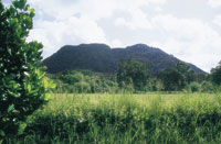 Las sabanas se caracterizan por el predominio de las gramneas y la presencia de rboles muy dispersos; la vitalidad de esta vegetacin vara de acuerdo con las fuertes fluctuaciones estacionales. Sabanas del valle medio del Magdalena.