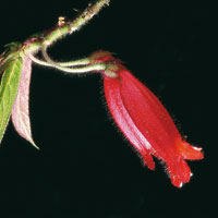 La flora de los bosques andinos de la cuenca alta del Magdalena ostenta una infinidad de formas y colores y est ntimamente relacionada con la fauna de la zona.