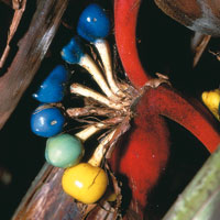La flora de los bosques andinos de la cuenca alta del Magdalena ostenta una infinidad de formas y colores y est ntimamente relacionada con la fauna de la zona.