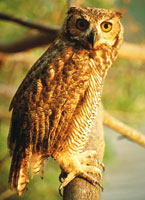 La fauna andina, una de las ms diversas del pas, est amenazada por el alto grado de colonizacin de las regiones montaosas. Bubo virginianus, el bho ms grande del pas.