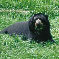 Oso de anteojos, Tremarctos ornatus, el nico oso suramericano.