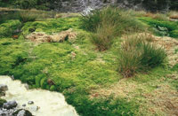 Fuentes temales del Parque de Purac.