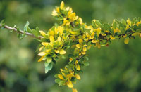 La flora de la zona desrtica se caracteriza por la reduccin del tamao de sus hojas para evitar la prdida de agua. La mxima expresin de esta adaptacin se encuentra en las cactceas que han convertido sus hojas en espinas para defenderse de los preda