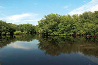El flujo regular de agua dulce es indispensable para el buen desarrollo de los manglares de las ciénagas aledañas a la desembocadura del río Sinú.