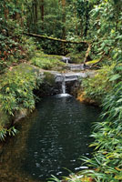 Caída de agua en forma de cuenco o palangana. Las Tres Marías, Bahía Málaga, Valle del Cauca. 
